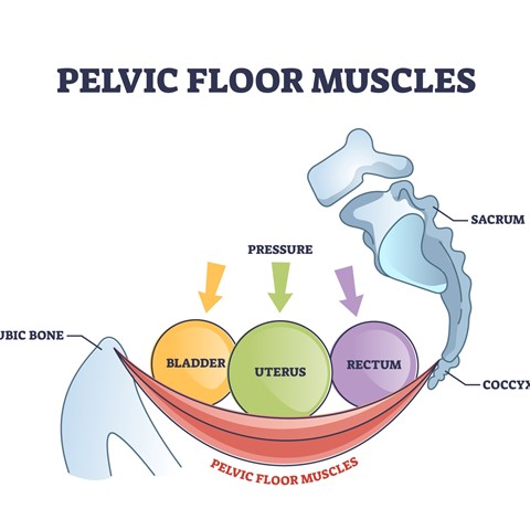 Stress and Pelvic Floor Tension Explained